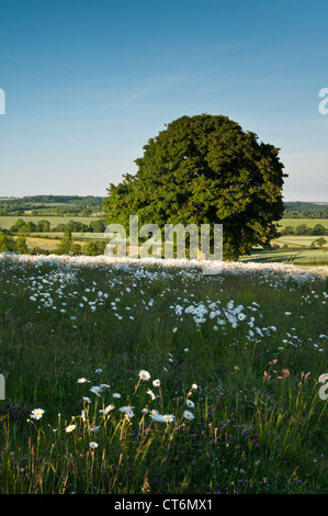 Un arbre de chêne de plus en plus parmi une prairie de marguerites Ox-Eye avec le matériel roulant au-delà de campagne boisée, Northamptonshire, Angleterre Banque D'Images