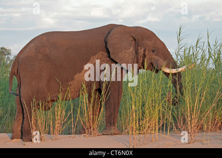Elephant Bull (Zimbabwe) Banque D'Images