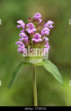 Variété rose de l'auto-guérir Prunella vulgaris Banque D'Images