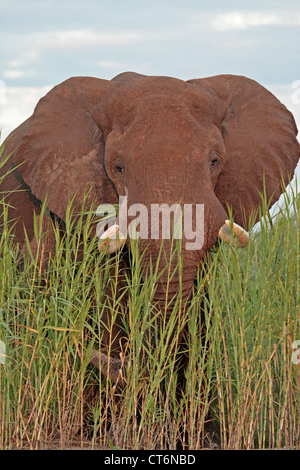 Elephant Bull (Zimbabwe) Banque D'Images