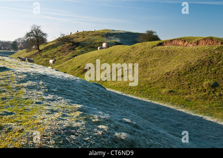 Les moutons broutent terrassement givré demeure du 12ème siècle Motte et Bailey château à Yielden, Bedfordshire, Angleterre Banque D'Images