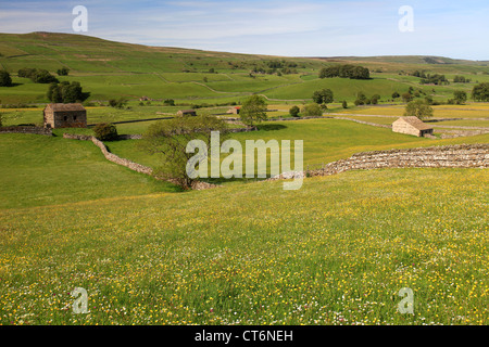 Vue sur prairie, fleurs, Raydale Yorkshire Dales National Park, England, United Kingdom Banque D'Images