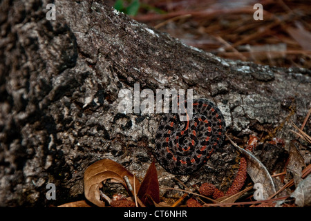 Crotale pygmée la chasse à la base de l'arbre (Sistrurus Miliarius) Banque D'Images