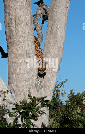 Leopard sautant de Tree Banque D'Images