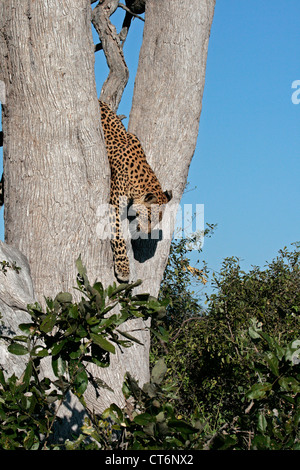 Leopard sautant de Tree Banque D'Images