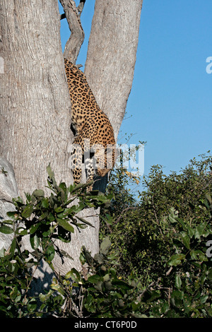 Leopard sautant de Tree Banque D'Images