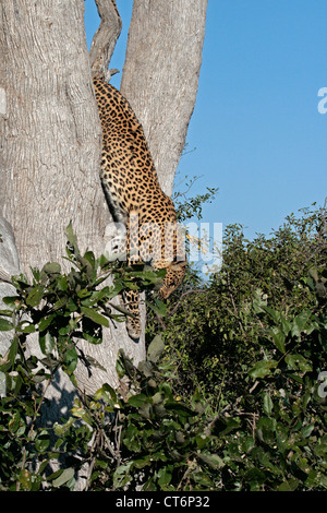 Leopard sautant de Tree Banque D'Images