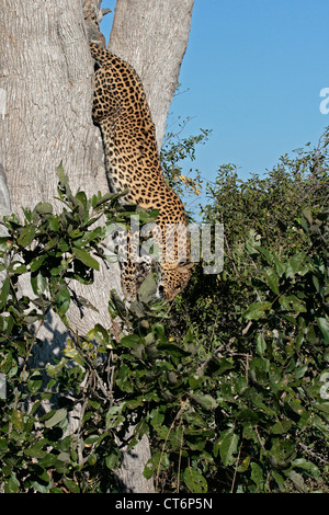 Leopard sautant de Tree Banque D'Images