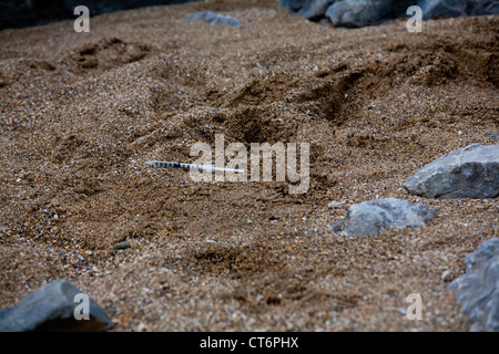 Seringue hypodermique jetés sur la plage dans le sable Banque D'Images