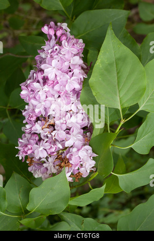 Lilas commun, oléacées, Botanical Garden, Düsseldorf, Rhénanie du Nord-Westphalie, Allemagne Banque D'Images