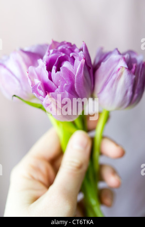 Women's hand holding petit bouquet de tulipes violet trois contre la lumière d'arrière-plan flou. Shallow DOF Banque D'Images