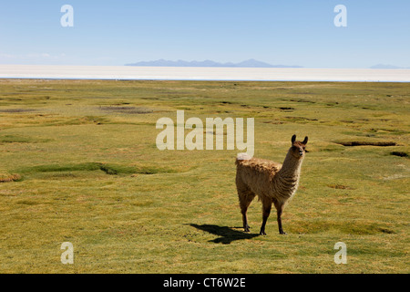 Pâturage d'Alpaga et de sel Salar de tunupa, Uyun, au sud-ouest de la Bolivie, de l'Amérique du Sud Banque D'Images