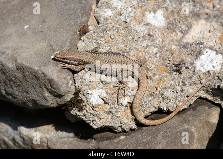 Lézard des murailles Podarcis muralis ; Espagne ; Banque D'Images