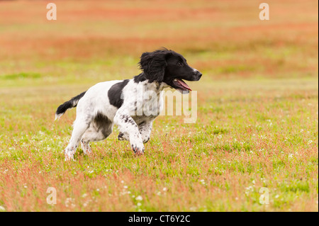Un jeune âgé de 5 mois anglais Springer Spaniel chien qui court dans un champ montrant circulation Banque D'Images