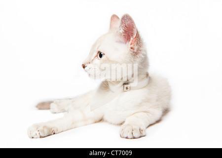 Un chaton siamois fixe dans un portrait avec un fond blanc Banque D'Images