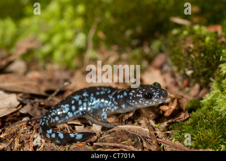 Salamandre à points bleus - Ambystoma laterale Banque D'Images