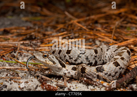 Nouveau-né - la couleuvre à nez plat (Heterodon platyrhinos Banque D'Images