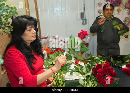 Une femme à Los Angeles les garnitures de marché aux fleurs roses à tiges longues pour enlever les feuilles et les épines. Banque D'Images