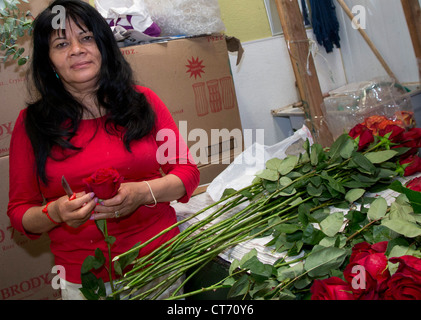 Une femme à Los Angeles les garnitures de marché aux fleurs roses à tiges longues pour enlever les feuilles et les épines. Banque D'Images