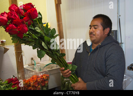 Un homme à Los Angeles les garnitures de marché aux fleurs roses à tiges longues pour enlever les feuilles et les épines. Banque D'Images