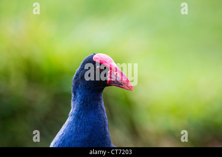 Gallinule poule-d'oiseau originaire pukeko Banque D'Images