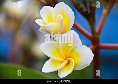 Fleur de frangipanier ou Leelawadee fleur sur l'arbre. Banque D'Images