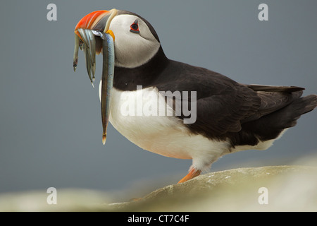 Macareux moine avec le poisson dans la bouche, Iles Farne, UK Banque D'Images