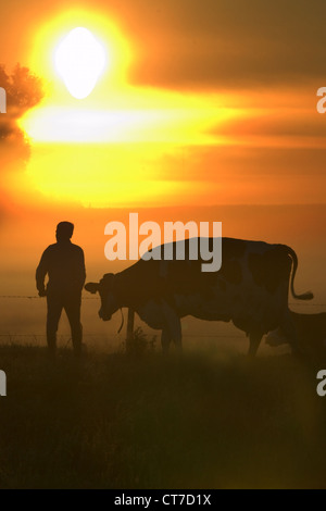 Une vache dans un pâturage et l'agriculteur dans l'aube Banque D'Images