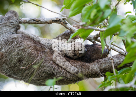 Trois-toed sloth (Bradypus variegatus) la mère et l'enfant qui se nourrissent de Isla Carenero, Bocas del Toro, PANAMA. Banque D'Images