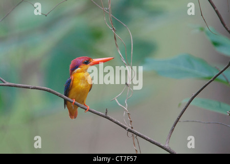 Dwarf Kingfisher oriental le plus beau et le plus mignon petit oiseau du monde tourné à Thane Borivali pluies Parc National Banque D'Images