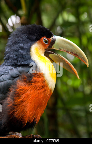 Toucan à ventre rouge dans la région de Parque das Aves ou Bird Park Banque D'Images