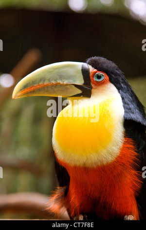 Toucan à ventre rouge dans la région de Parque das Aves ou Bird Park Banque D'Images