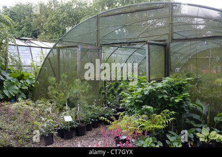 Les pépinières avec protection de l'ombre pour protéger de la lumière du soleil. Pépinière commerciale au Royaume-Uni avec des rangées de plantes en croissance Banque D'Images