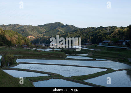 Riz japonais du riz avec des montagnes en arrière-plan dans la campagne japonaise, de l'Asie. Banque D'Images