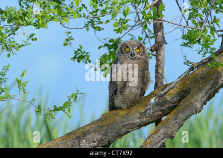 Un grand-duc d'Owlet est assis sur une branche près de ses parents, observer le monde autour de lui, l'ouest du Montana Banque D'Images