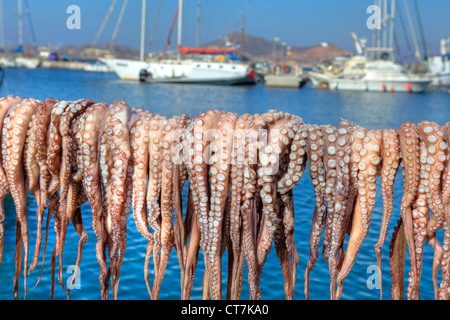 Calmars sont laissées pour compte dans le port de Naxos, Grèce Banque D'Images