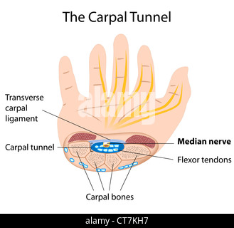 L'anatomie du canal carpien Banque D'Images