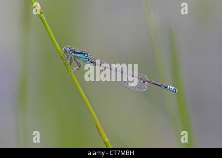 Les rares à queue bleu libellule sur tige d'herbe Banque D'Images