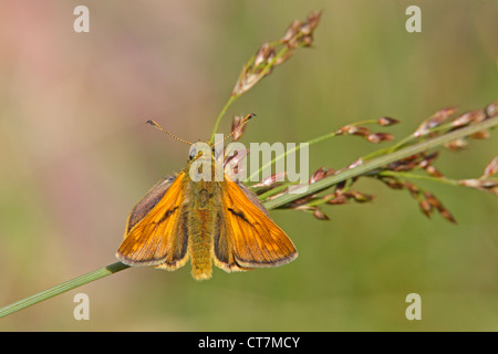 Petit papillon hespérie perché sur une tige d'herbe Banque D'Images