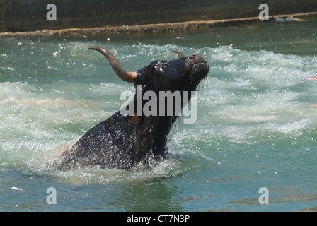 Bull sautant dans l'eau, Dénia, Alicante, Espagne, Europe Banque D'Images