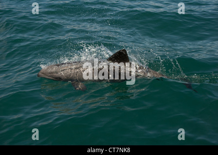 Les Dauphins de Heaviside (Cephalorhynchus heavisidii) dans la région de Lambert's Bay, Afrique du Sud Banque D'Images