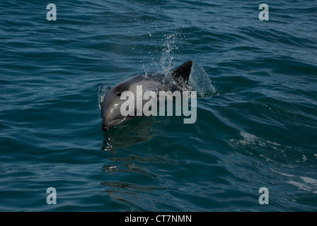 Les Dauphins de Heaviside (Cephalorhynchus heavisidii) dans la région de Lambert's Bay, Afrique du Sud Banque D'Images