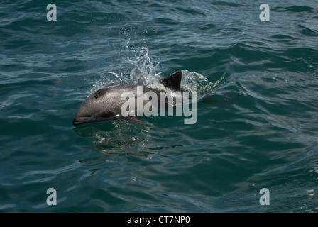 Les Dauphins de Heaviside (Cephalorhynchus heavisidii) dans la région de Lambert's Bay, Afrique du Sud Banque D'Images