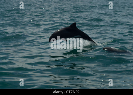 L'Haviside (Cephalorhynchus heavisidii Dolphin) 8.363, en Afrique du Sud Banque D'Images