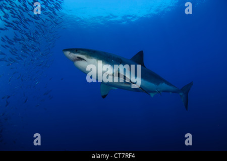 Une grande femelle blanche avec remora. L'île de Guadalupe, Mexique Banque D'Images