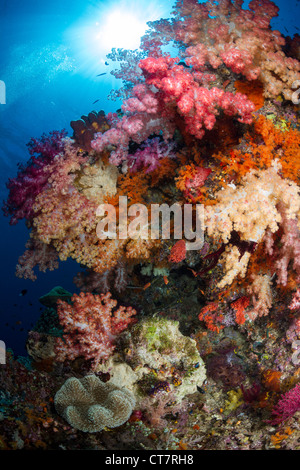 En corail mou de Raja Ampat, Indonésie Banque D'Images