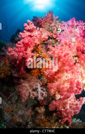 En corail mou de Raja Ampat, Indonésie Banque D'Images