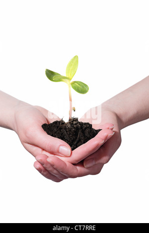 Jeune plante en mains de femme, isolé sur fond blanc Banque D'Images