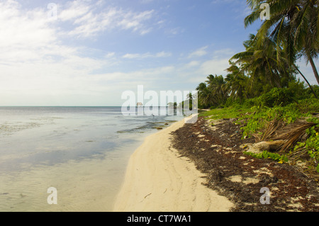 Plage des Caraïbes à Ambergris Caye, Belize Banque D'Images