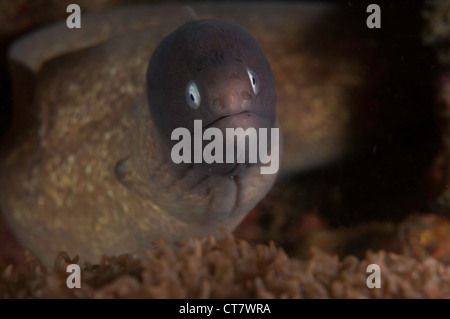 White-eyed moray (Siderea thysoidea) dans le Détroit de Lembeh Banque D'Images